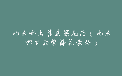 北京哪出售紫藤花的(北京哪里的紫藤花最好)