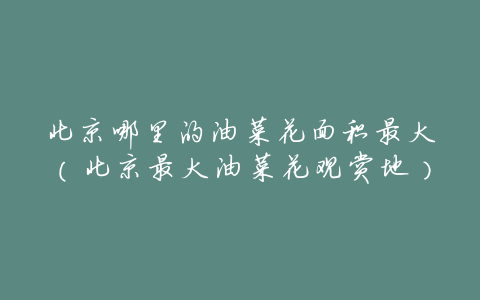 北京哪里的油菜花面积最大(北京最大油菜花观赏地)